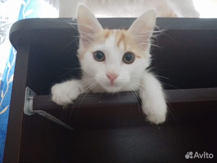 Котенок