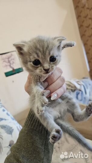 Британские котята