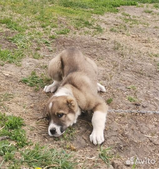 Среднеазиатская овчарка Алабай