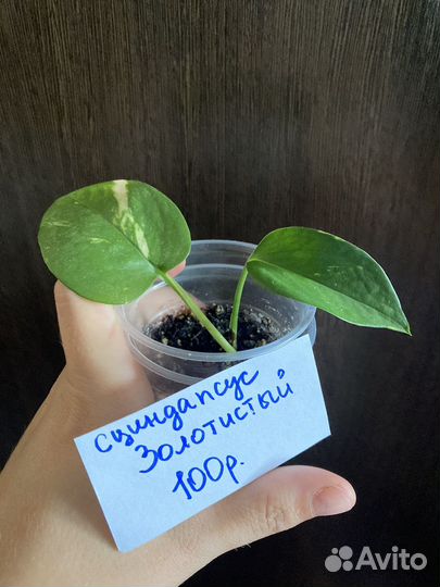 Сциндапсусы (эпипремнумы)