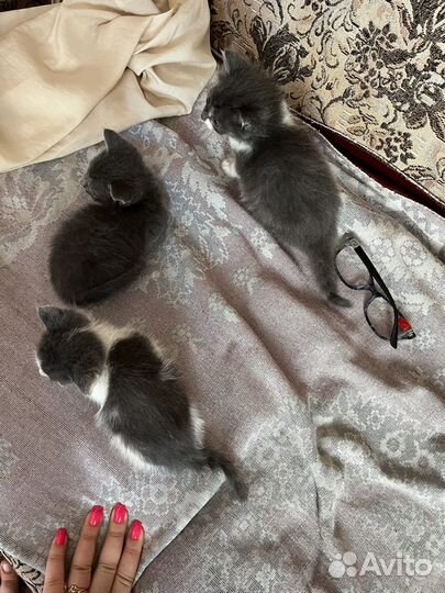 Котята в добрые руки