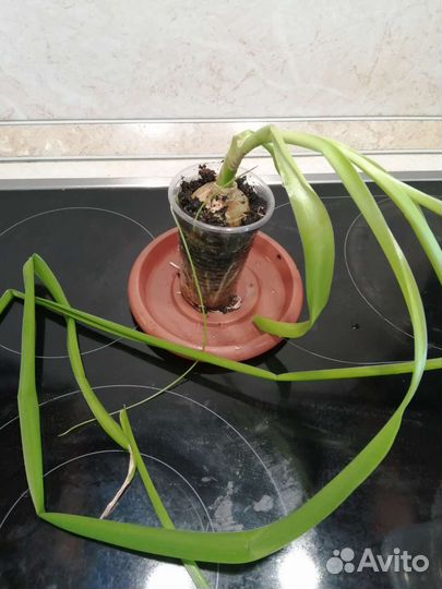 Индийский лук