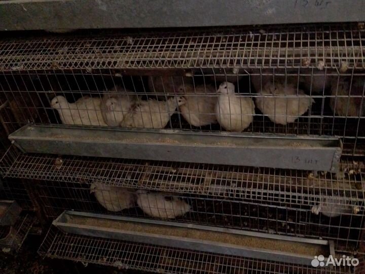 Яйца перепелов, перепела