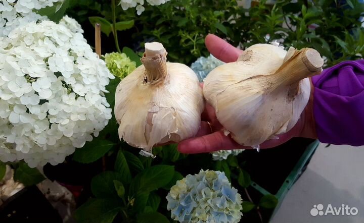 Рокамболь (слоновий чеснок)