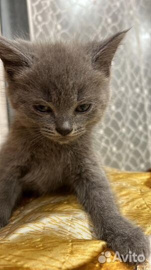 Вислоухие котята