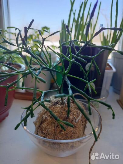 Хатиора суккулент