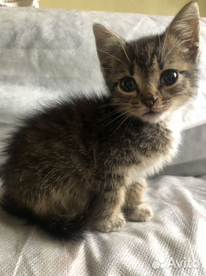 Котята бесплатно