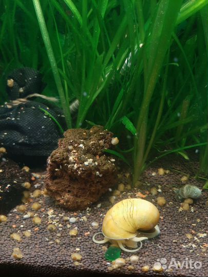 Улитки ампулярии аквариумные