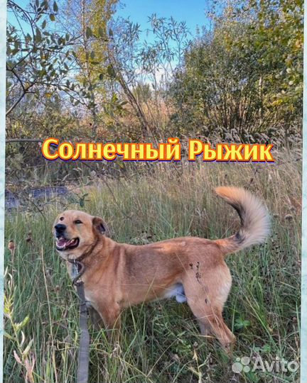 Крупный солнечный Рыжик
