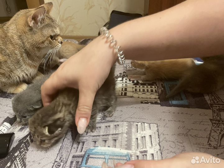 Отдам красивеньких котят