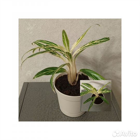 Аглаонема Бай Као