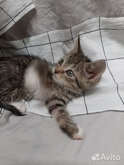 Тимошка 1,5 месяца