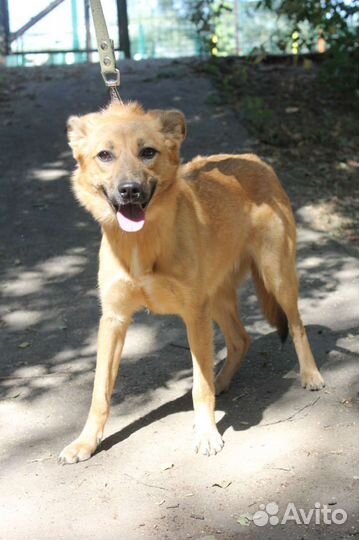 Крохотная девочка Меренга скучает в приюте