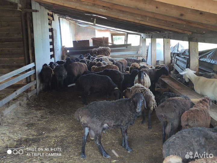 Овцы бараны