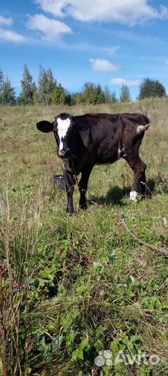 Тёлочка домашняя 7 месяцев