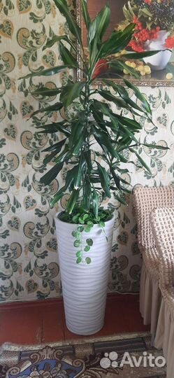 Комнатные цветы кротон