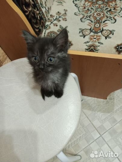 Кошечки в добрые руки
