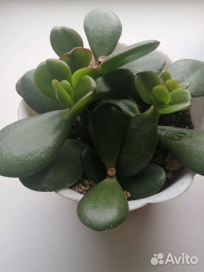 Крассула толстянка денежное дерево