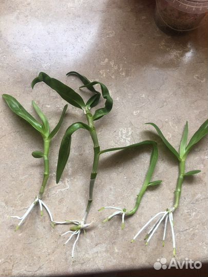 Орхидея дендробиум