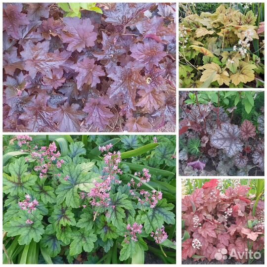 Гейхера, Бруннера и многолетники для сада