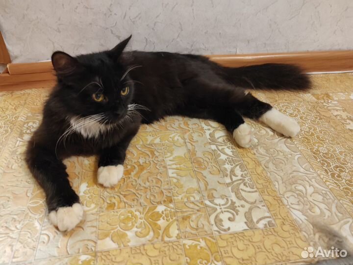Котик в добрые руки