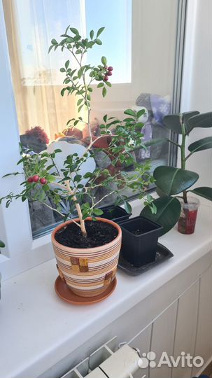 Комнатные цветы мурайя