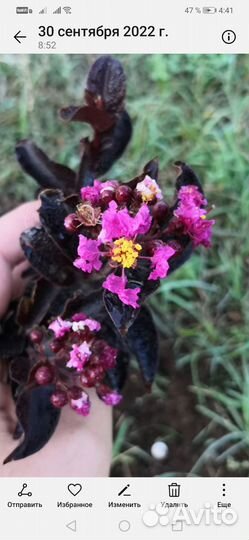 Лагерстремия с темным листом