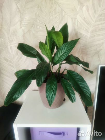 Спатифиллум