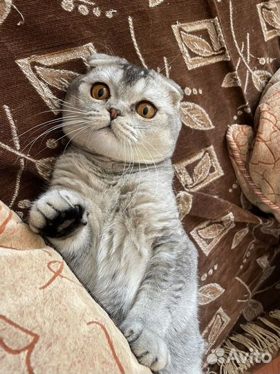 Британский вислоухий