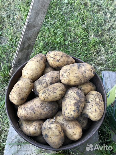 Продам картофель