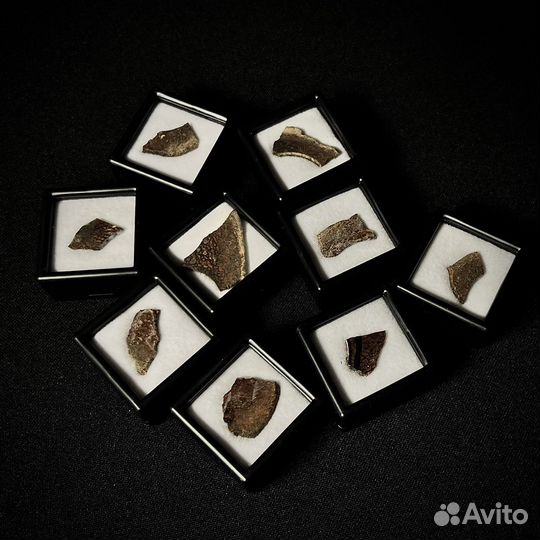 Кость динозавра окаменелость ископаемое