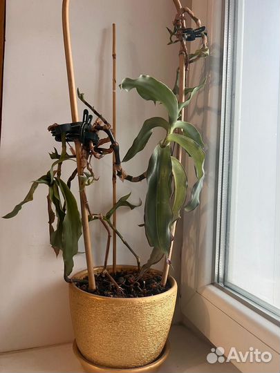 Комнатные растения цветы большие