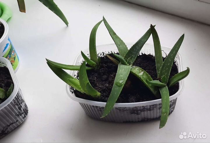 Алоэ столетник