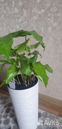 Редкий цветок, напольный в высоком горшке