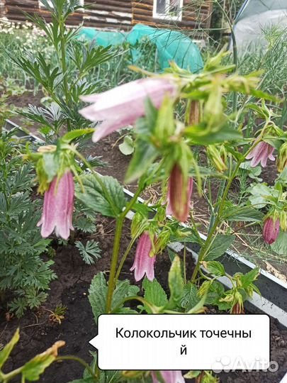 Многолетние цветы
