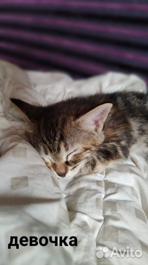 Котята в добрые руки