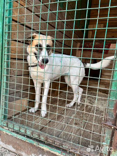 Чудесная добрая девочка Скарлетт