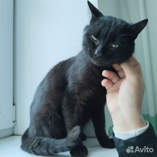 Черный котик мальчик