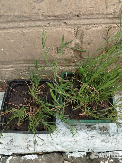 Садовые многолетние растения