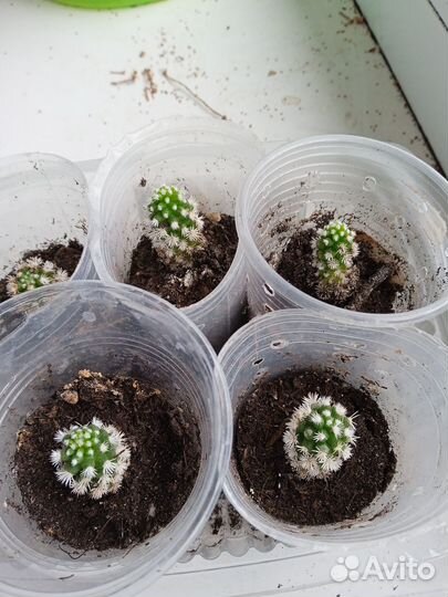 Кактусы и суккуленты