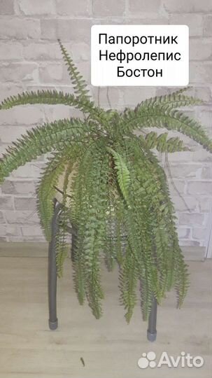 Домашние горшечные растения