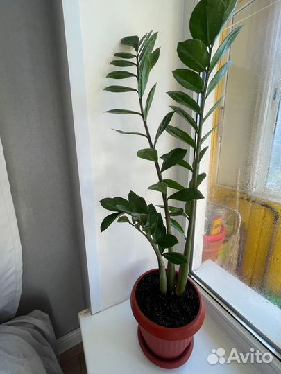 Комнатные растения. Замиокулькас