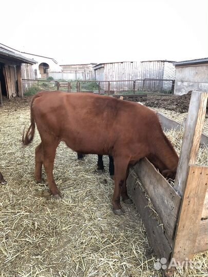 Телки годовалые