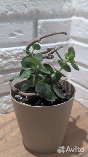 Комнатные цветы каланхоэ цветущий