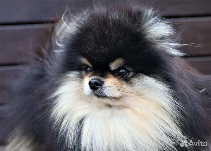 Померанский Шпиц Вязка Мини. Микро