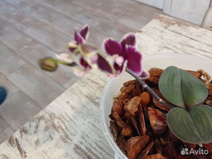 Орхидея фаленопсис мини каода