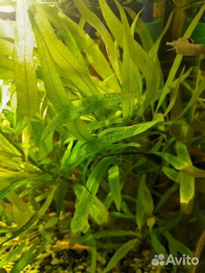 Аквариумное растение