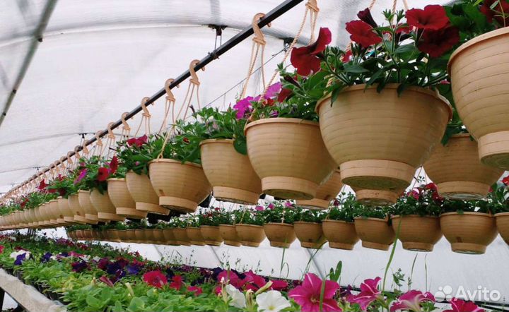 Рассада цветов