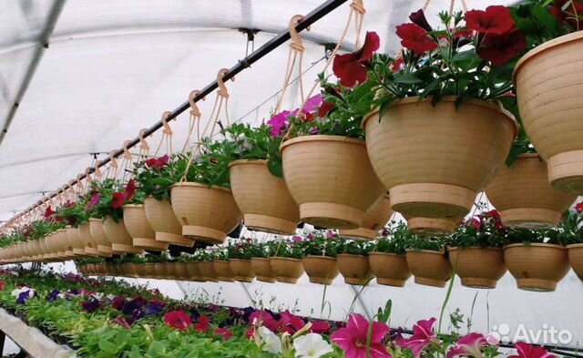 Рассада цветов