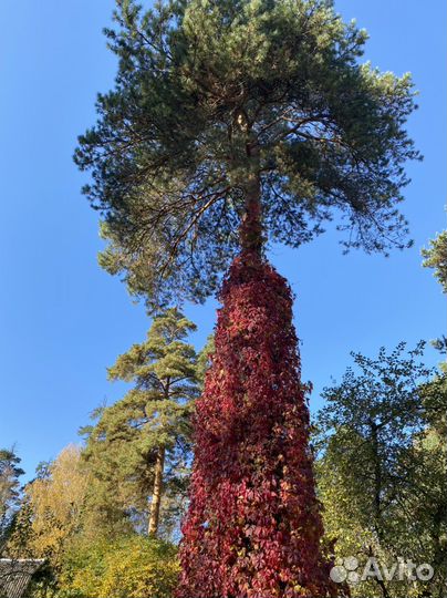 Виноград девичий